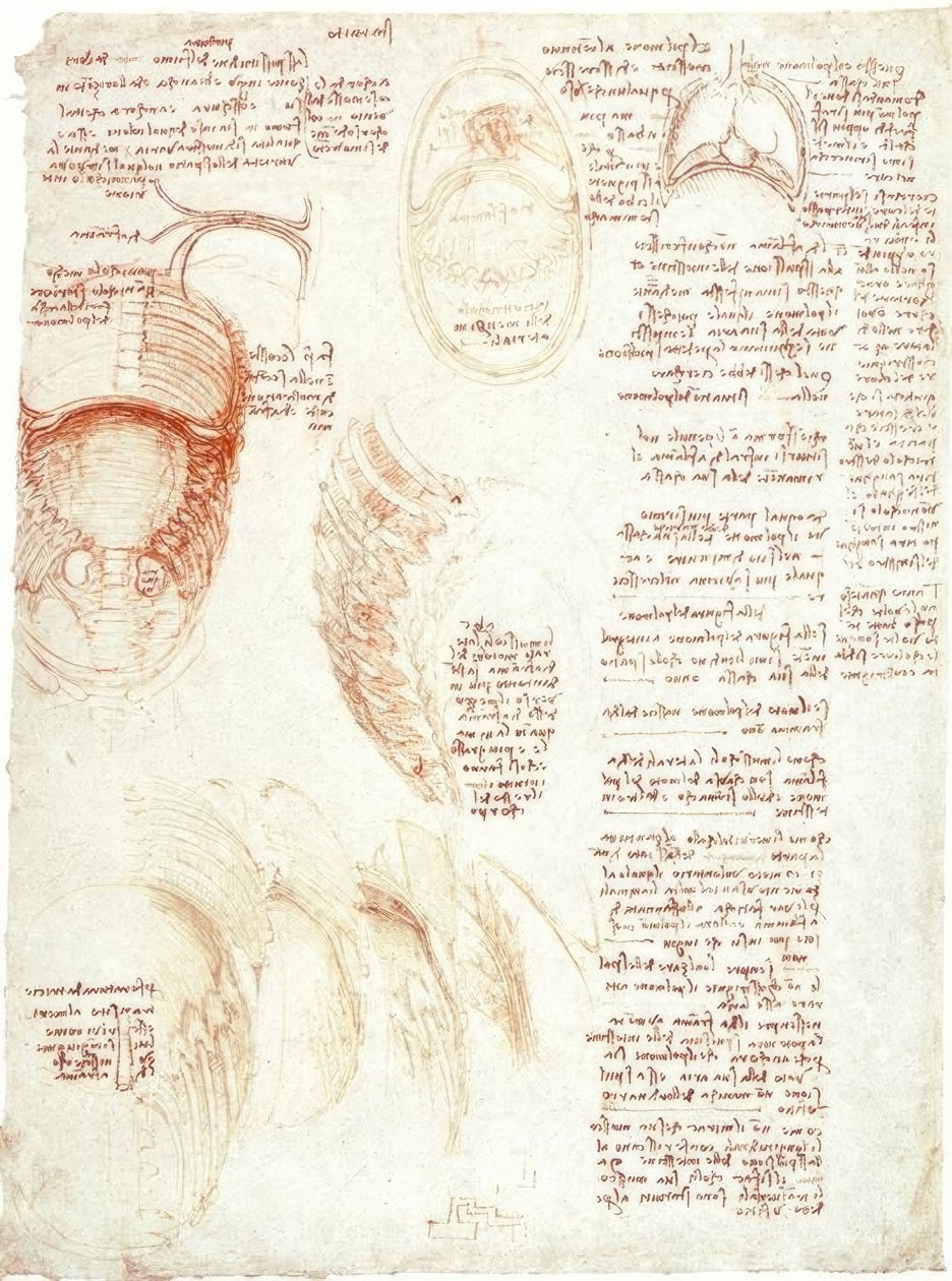 Anatomia: Brustkorb und Zwerchfell tekijältä Leonardo da Vinci