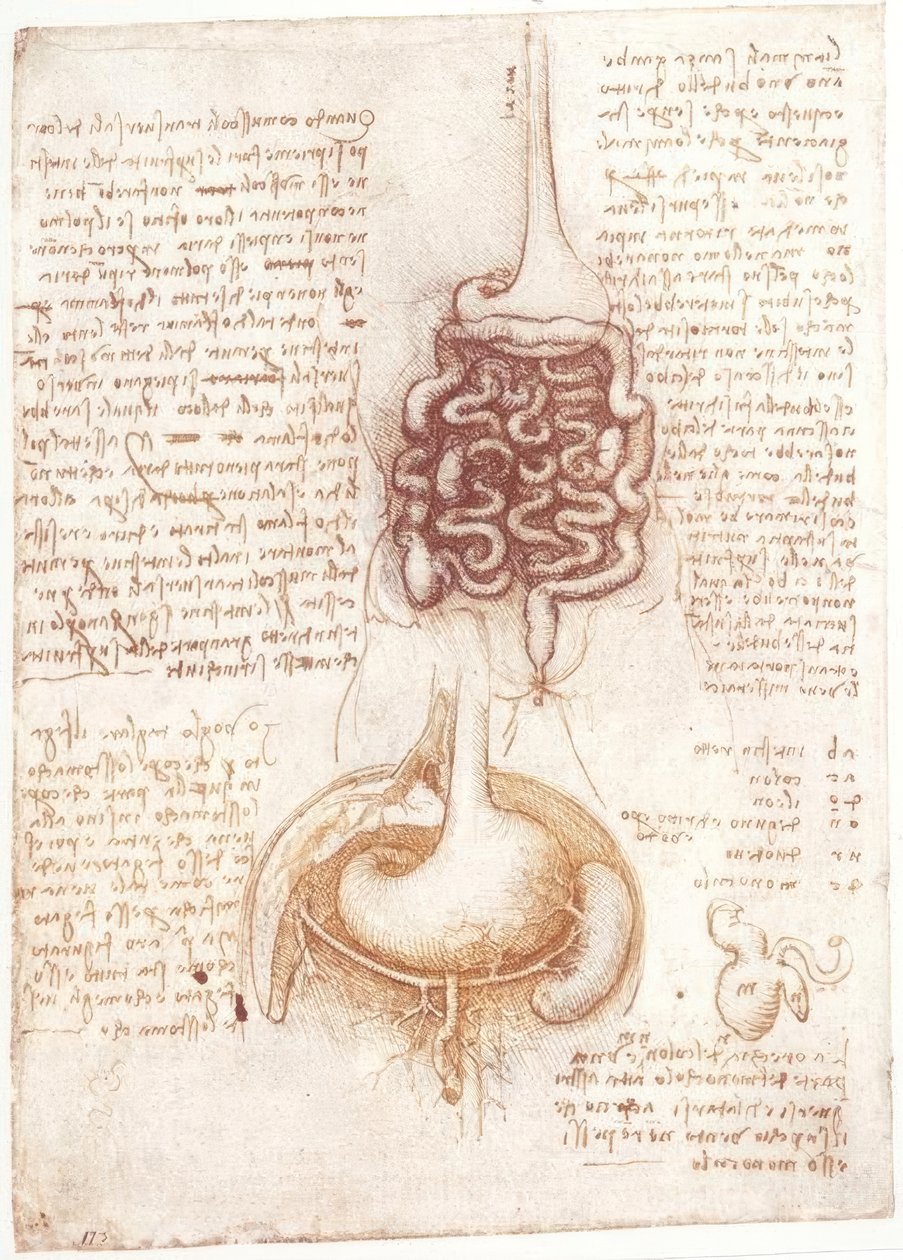 Anatomiestodien: Verdauungsapparat tekijältä Leonardo da Vinci