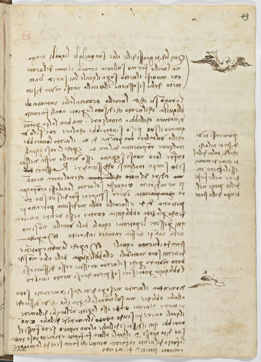 Birds Flight Code, c. 1505-06, paperikäsikirjoitus, cc. 18, arkki 13 recto tekijältä Leonardo da Vinci