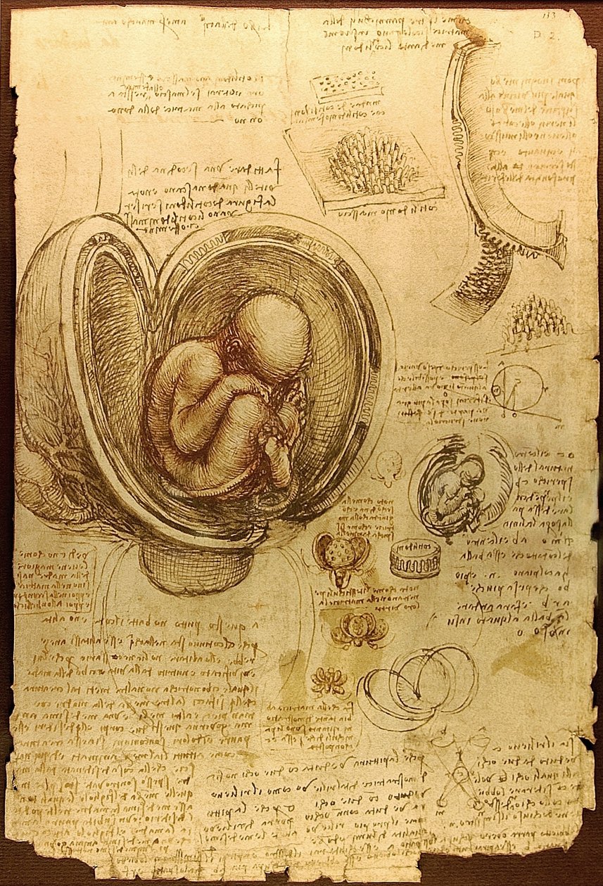 Da Vinci Alkioiden tutkimukset Luc Viatoura tekijältä Leonardo da Vinci