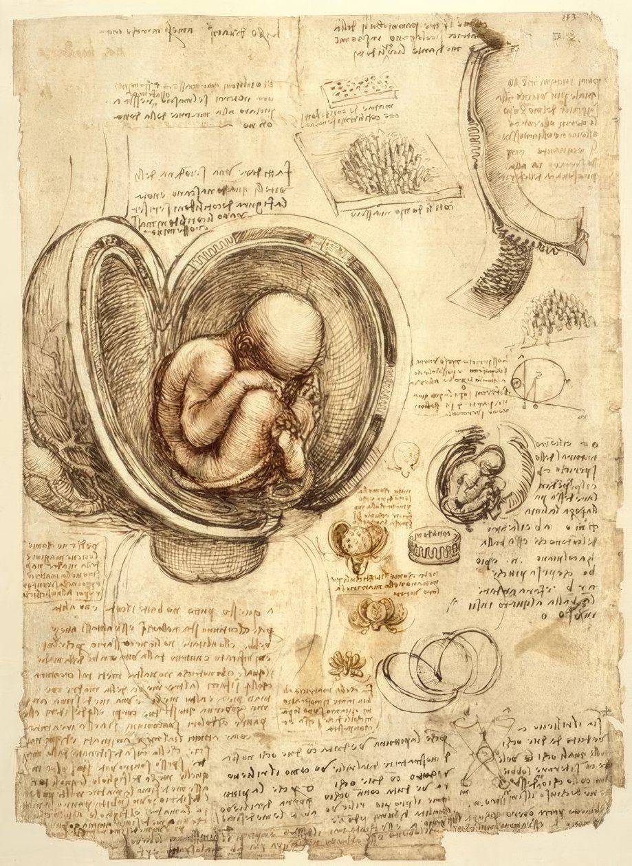 Fötus im Uterus tekijältä Leonardo da Vinci