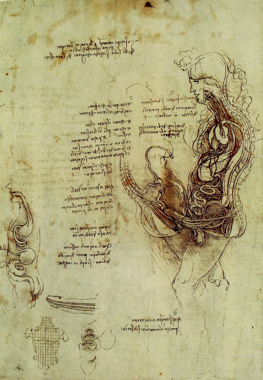 Miesten sukupuolielimet tekijältä Leonardo da Vinci