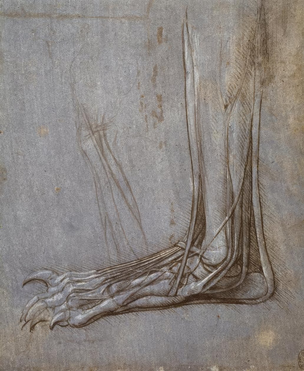 Strecksehnen der Zehen einer Bärentatze tekijältä Leonardo da Vinci