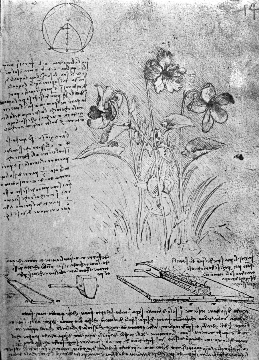 Altoviulututkimukset (Viola odorata ja Viola canina), fol. 14r käsikirjoituksesta B, n. 1487-1490 (kynä ja muste paperille) tekijältä Leonardo da Vinci