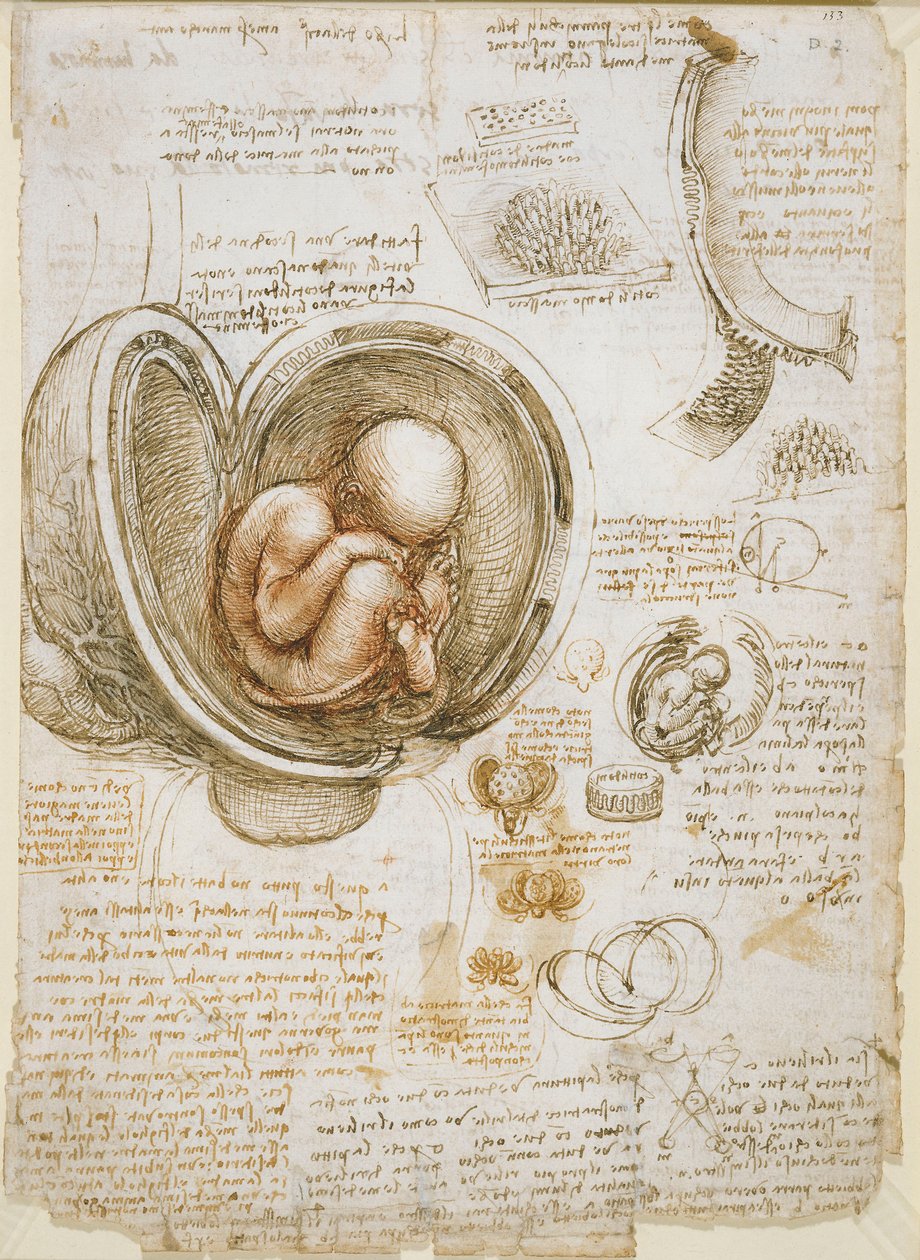 Tutkimukset sikiöstä kohdussa tekijältä Leonardo da Vinci