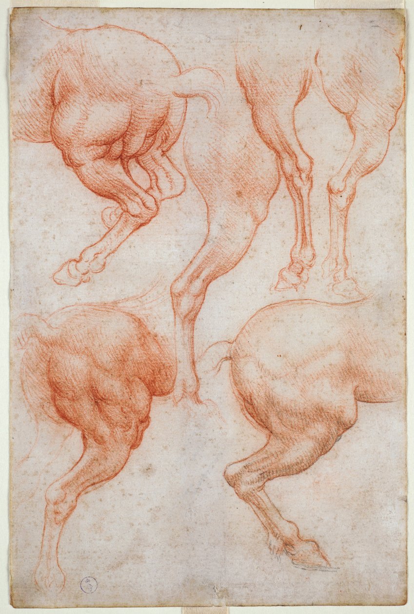 Hevosen takaraajojen tutkimukset, n. 1508 (verta mustalla kynällä paperilla) tekijältä Leonardo da Vinci