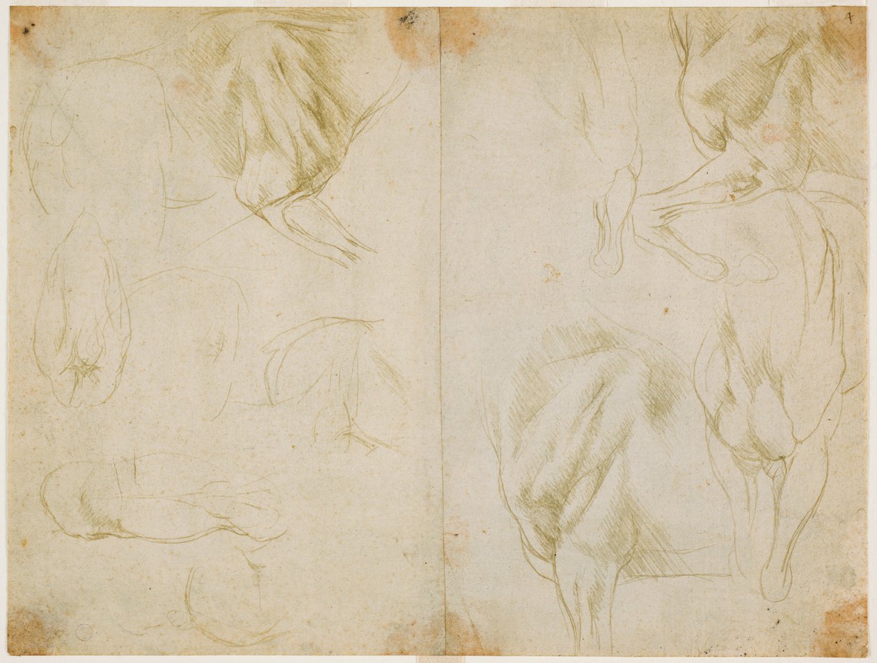 Hevosen eturaajojen lihaksiston tutkimukset, c. 1480 (metallikärki valmistetun vaalean oliivinvihreän paperin päällä) tekijältä Leonardo da Vinci