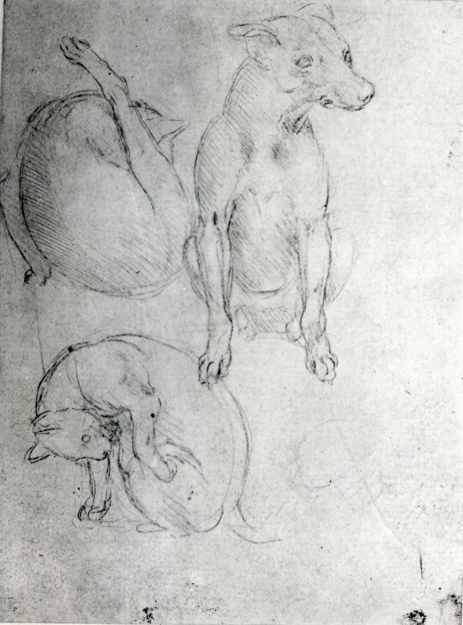 Pag-aaral ng aso at pusa, c.1480 (metalpoint sa papel)finn tekijältä Leonardo da Vinci