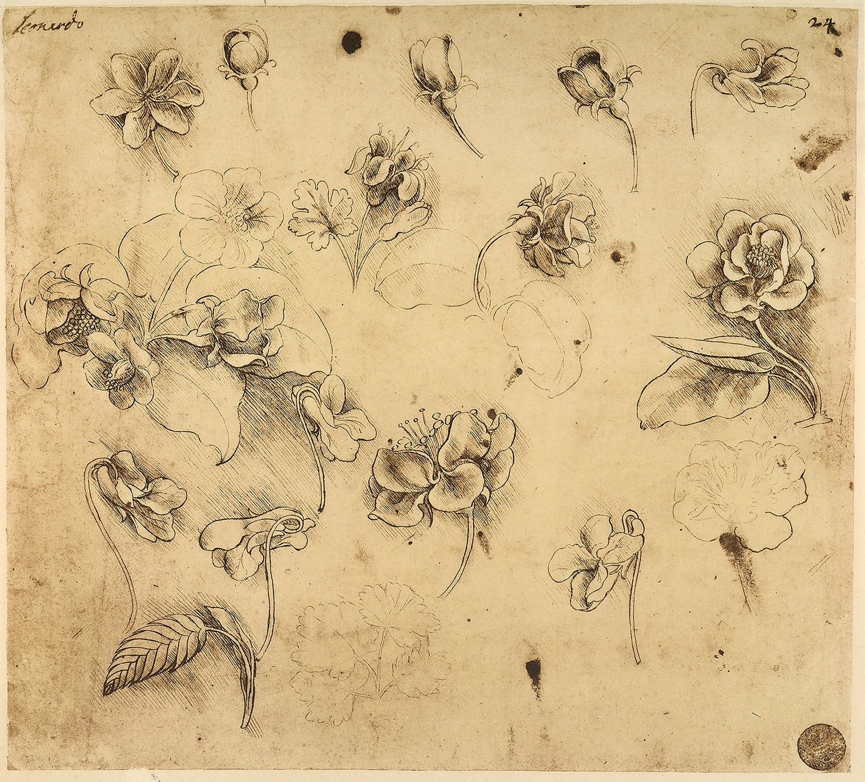 Leonardo da Vincin tutkielma kukista, kynäpiirros keltaiselle paperille hopeakärjen valmistuksen merkkejä, Venetsian Akatemian galleriassa säilytetty. tekijältä Leonardo da Vinci