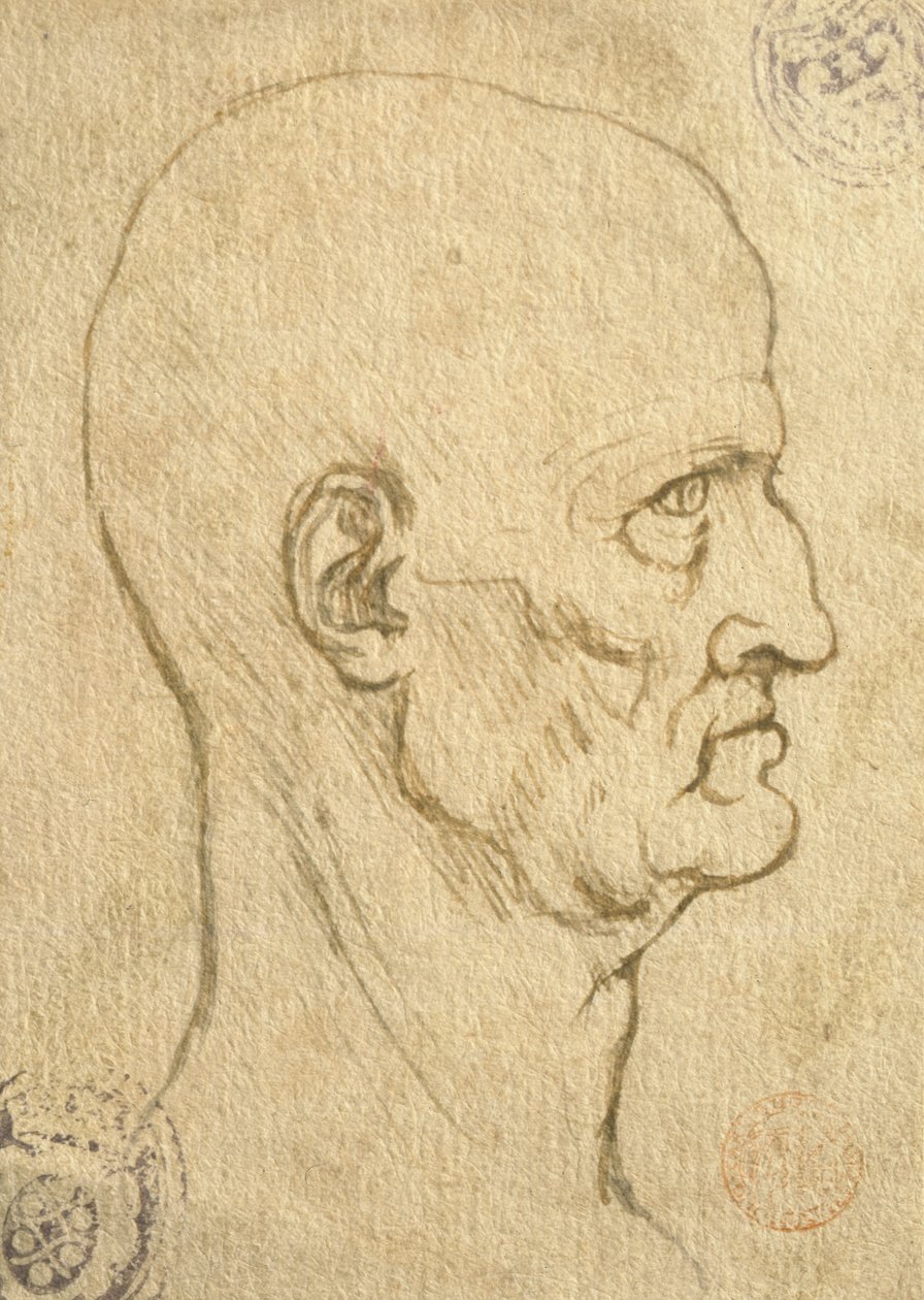 Tutkimus ihmisen mittasuhteista tekijältä Leonardo da Vinci
