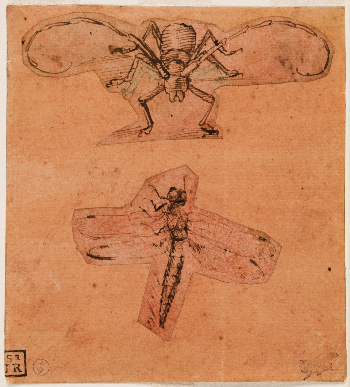 Hyönteistutkimus, c. 1480 (yläpiirros) ja n. 1503-1505 (alhainen piirros) (kynä ja muste punaiselle valmiille paperille, piirustukset leikattu ja liimattu) tekijältä Leonardo da Vinci