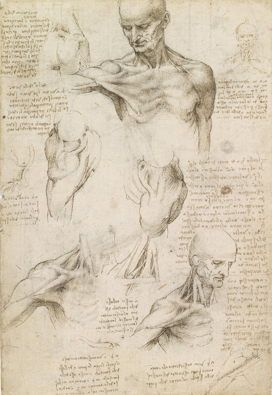 Olkapään ja kaulan pinnallinen anatomia (recto) tekijältä Leonardo da Vinci