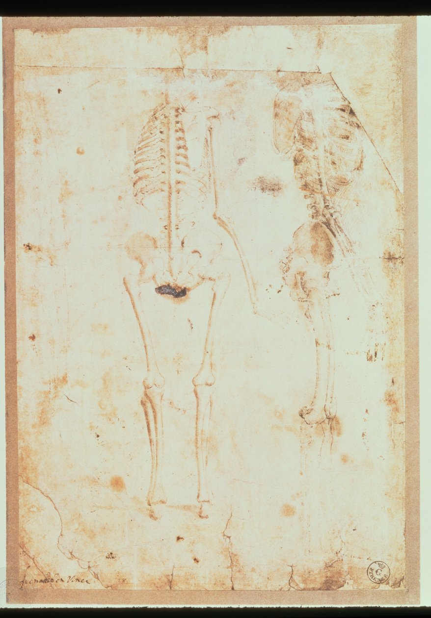 Kaksi tutkimusta riippuvasta luurangosta (kynä ja muste pesulla) tekijältä Leonardo da Vinci