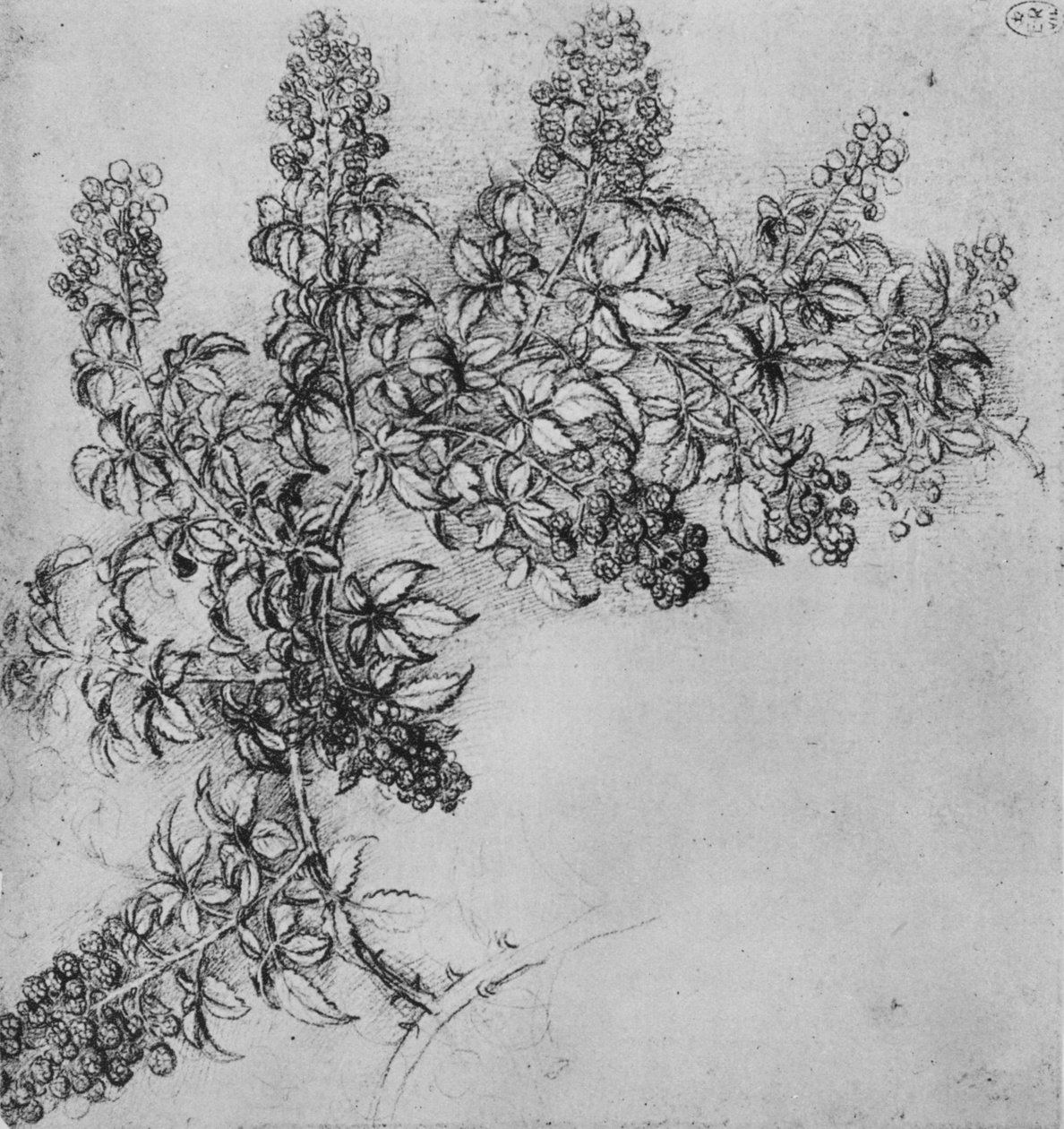 A Branch of Blackberry, c1480 1945 tekijältä Leonardo da Vinci