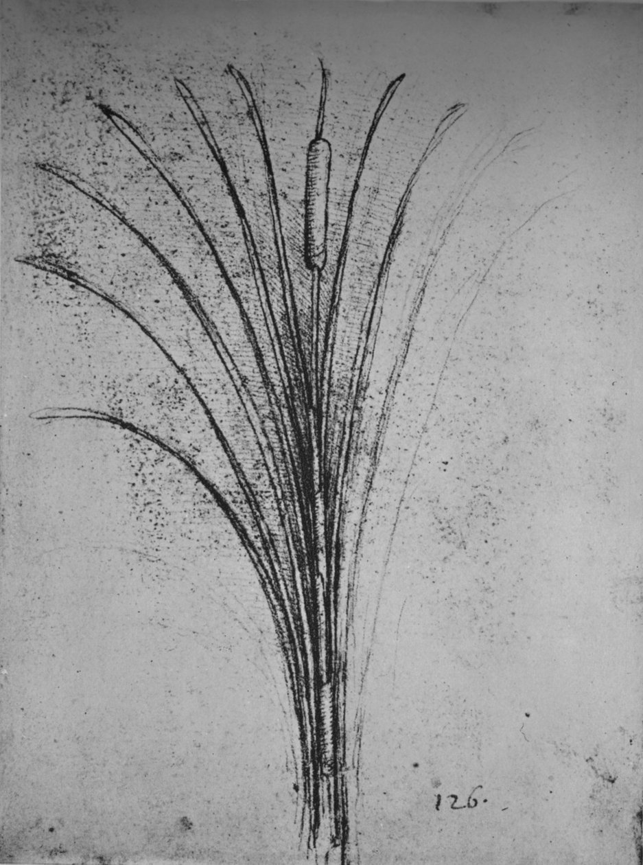 A Bulrush, c1480 1945 tekijältä Leonardo da Vinci