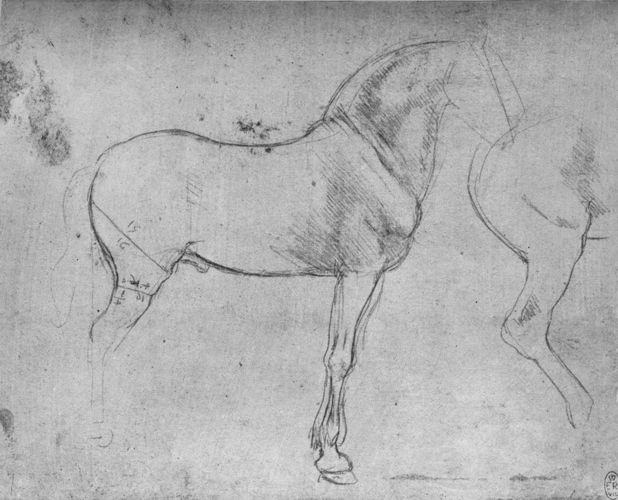 Hevonen profiilissa oikealla ja sen takaneljännekset, c1480 1945 tekijältä Leonardo da Vinci