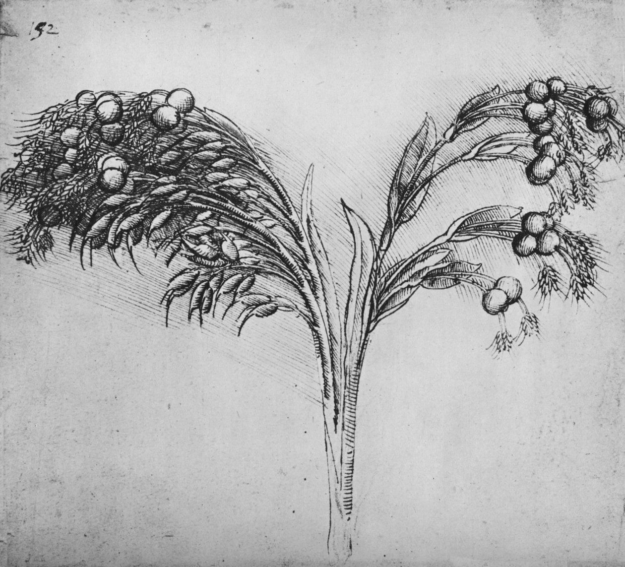 Pitkävartinen kasvi, c1480 1945 tekijältä Leonardo da Vinci