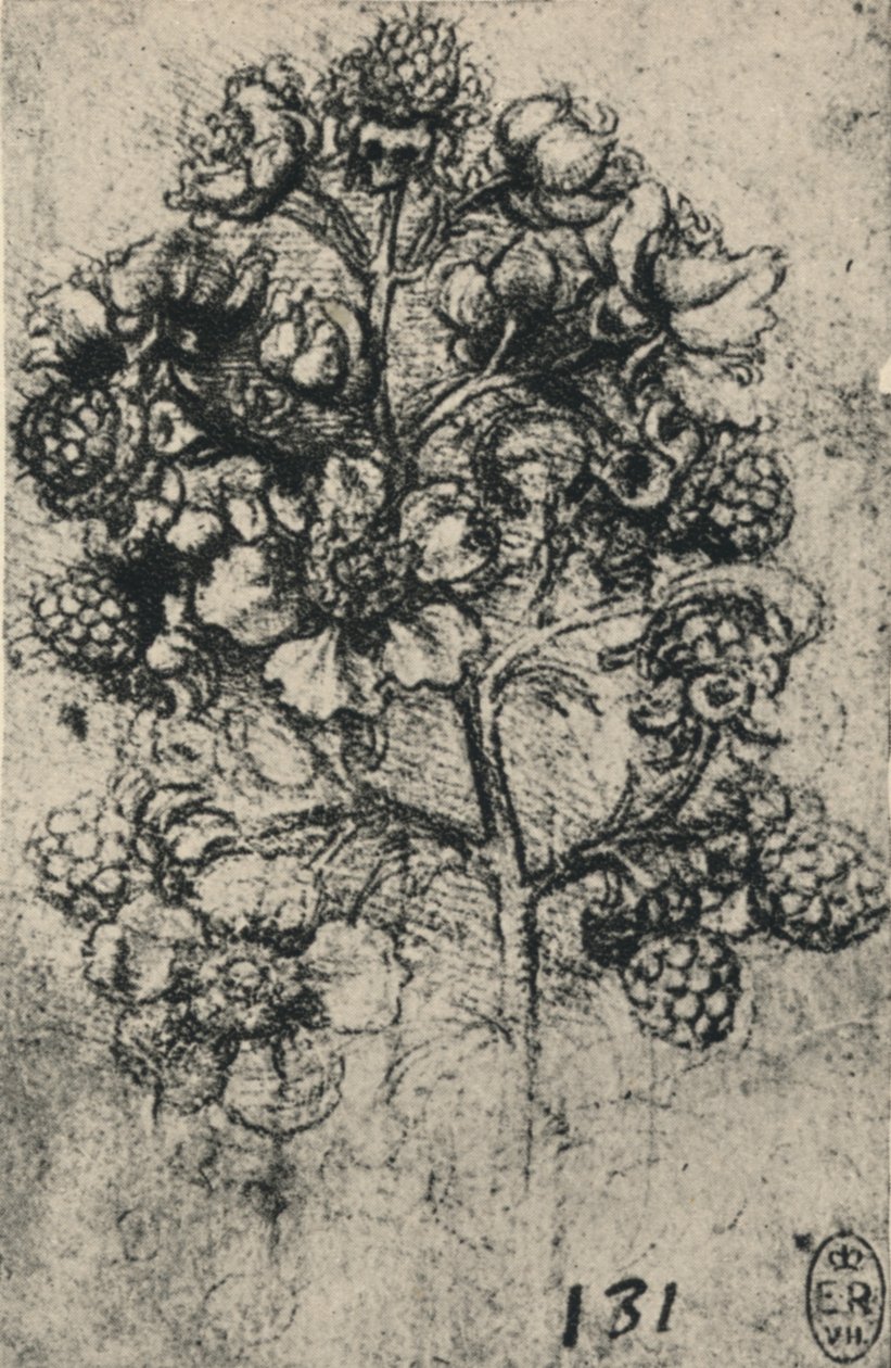 A Spray of Brambles, c1480 1945 tekijältä Leonardo da Vinci