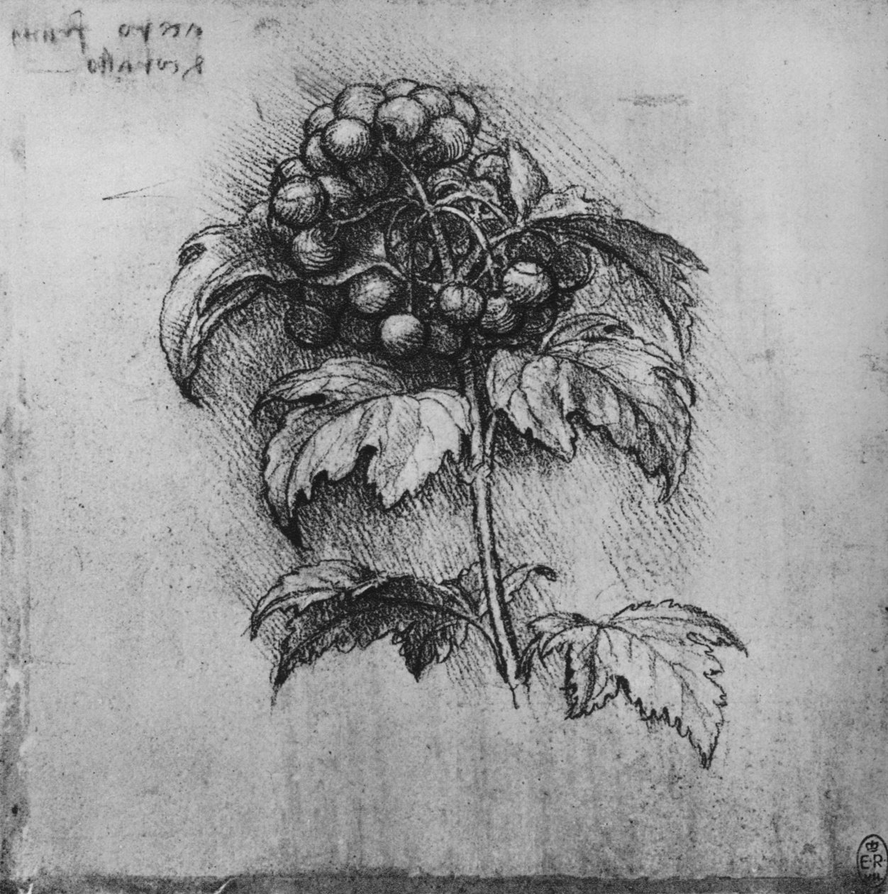 Kasvin suihke, c1480 1945 tekijältä Leonardo da Vinci