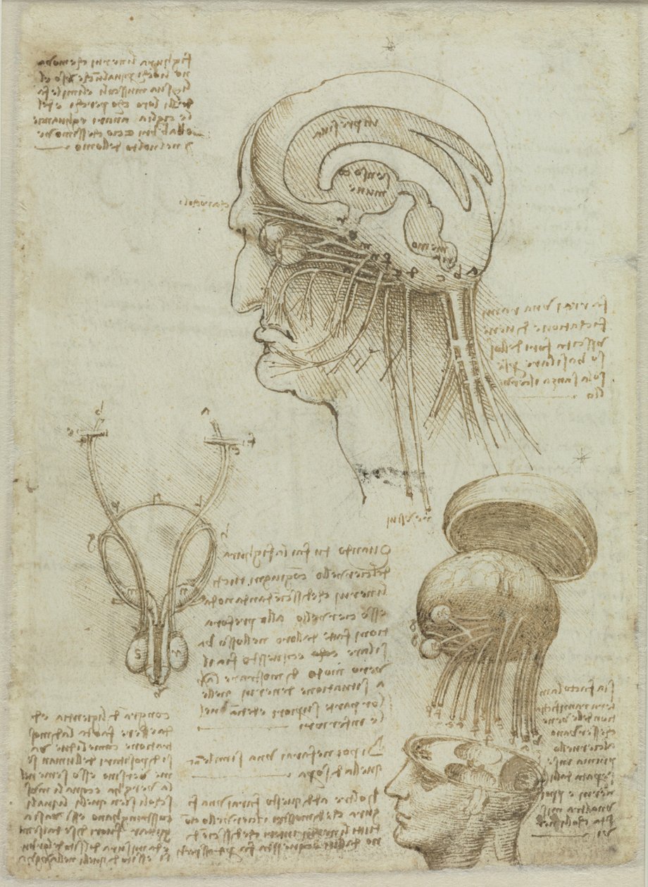 Anatomisia piirustuksia ja muistiinpanoja sisältävä käsikirjoitusarkki, 1506-1508. tekijältä Leonardo da Vinci