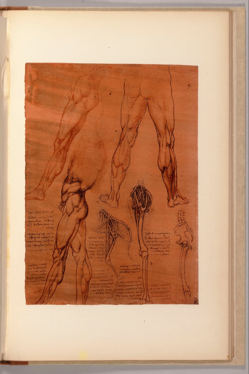 Sivu julkaisusta "Quaderni d"Anatomia, I-VI, 1911-16 tekijältä Leonardo da Vinci