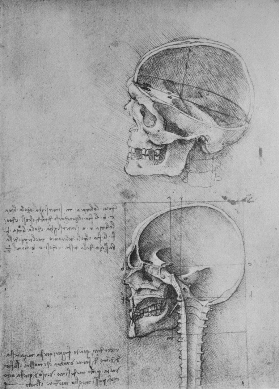 Anatomiset piirustukset kahdesta pääkallosta profiilissa vasemmalla, c1480 1945 tekijältä Leonardo da Vinci