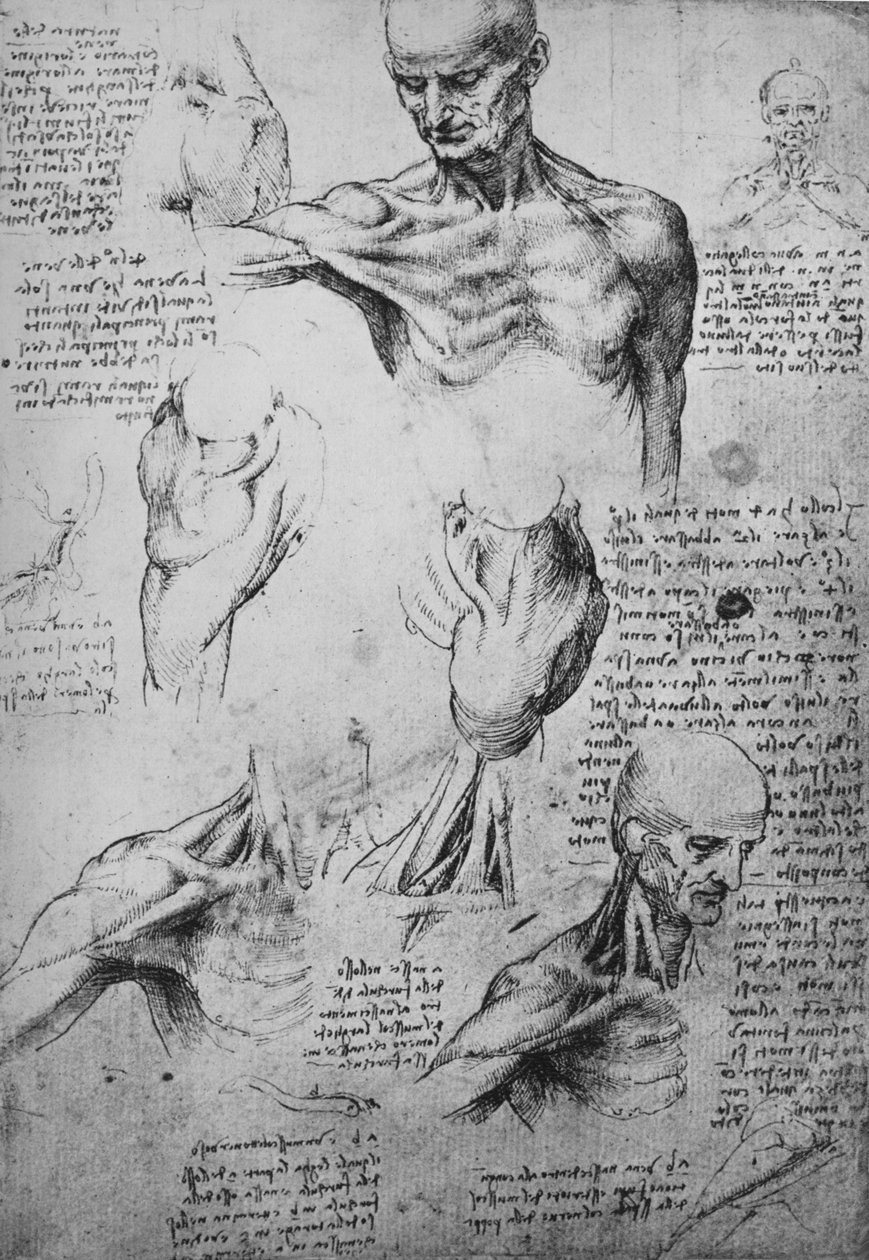 Anatomiset piirustukset miehen kaulasta ja hartioista, c1480 1945 tekijältä Leonardo da Vinci