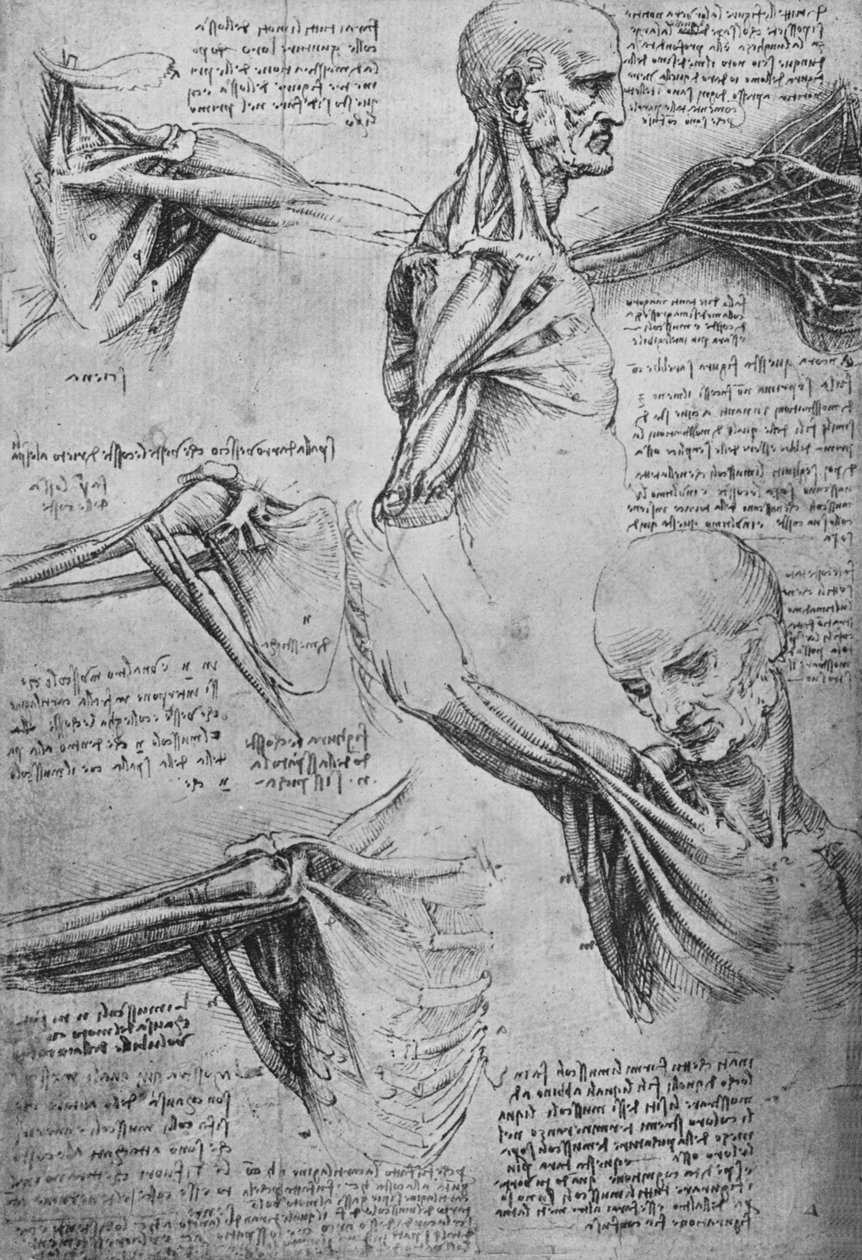 Miehen kaulan ja hartioiden anatomiset tutkimukset, c1480 1945 tekijältä Leonardo da Vinci