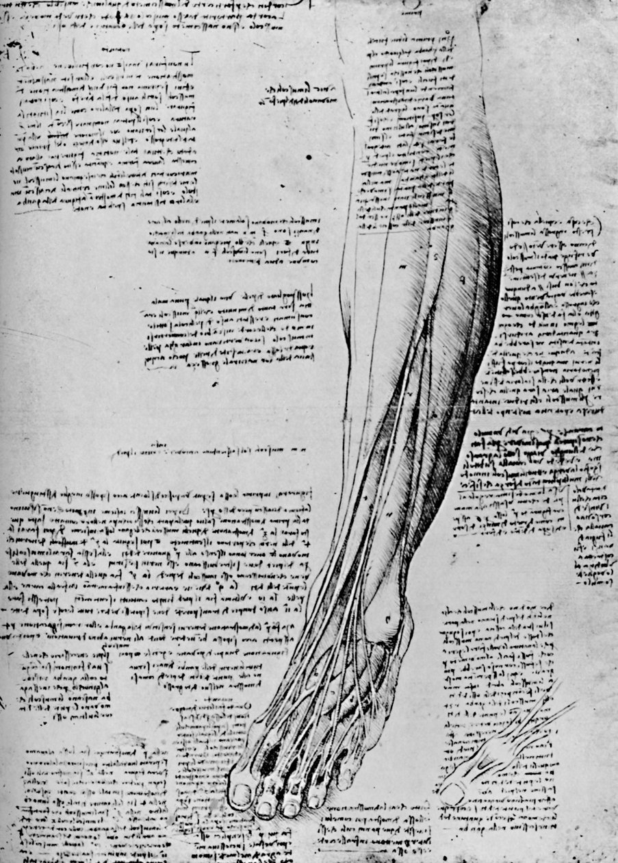 Jalkalihasten anatominen tutkimus, 1928 tekijältä Leonardo da Vinci