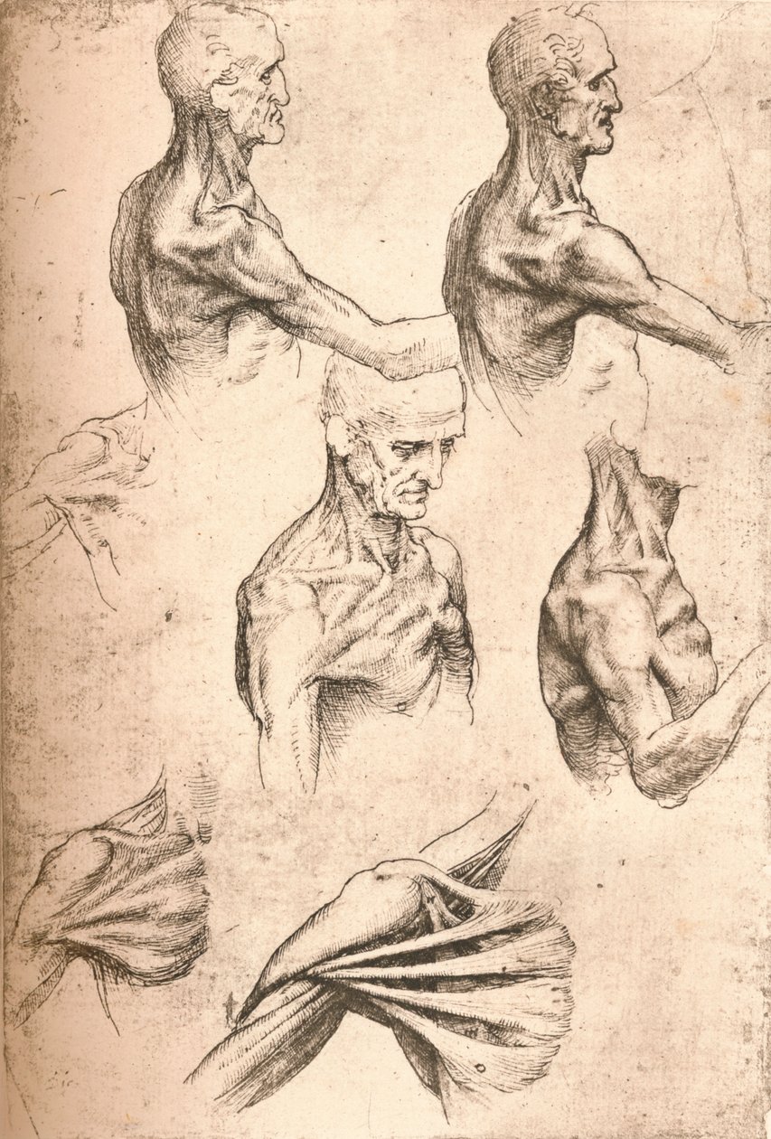 Anatominen piirustus, c1472-c1519 1883 tekijältä Leonardo da Vinci