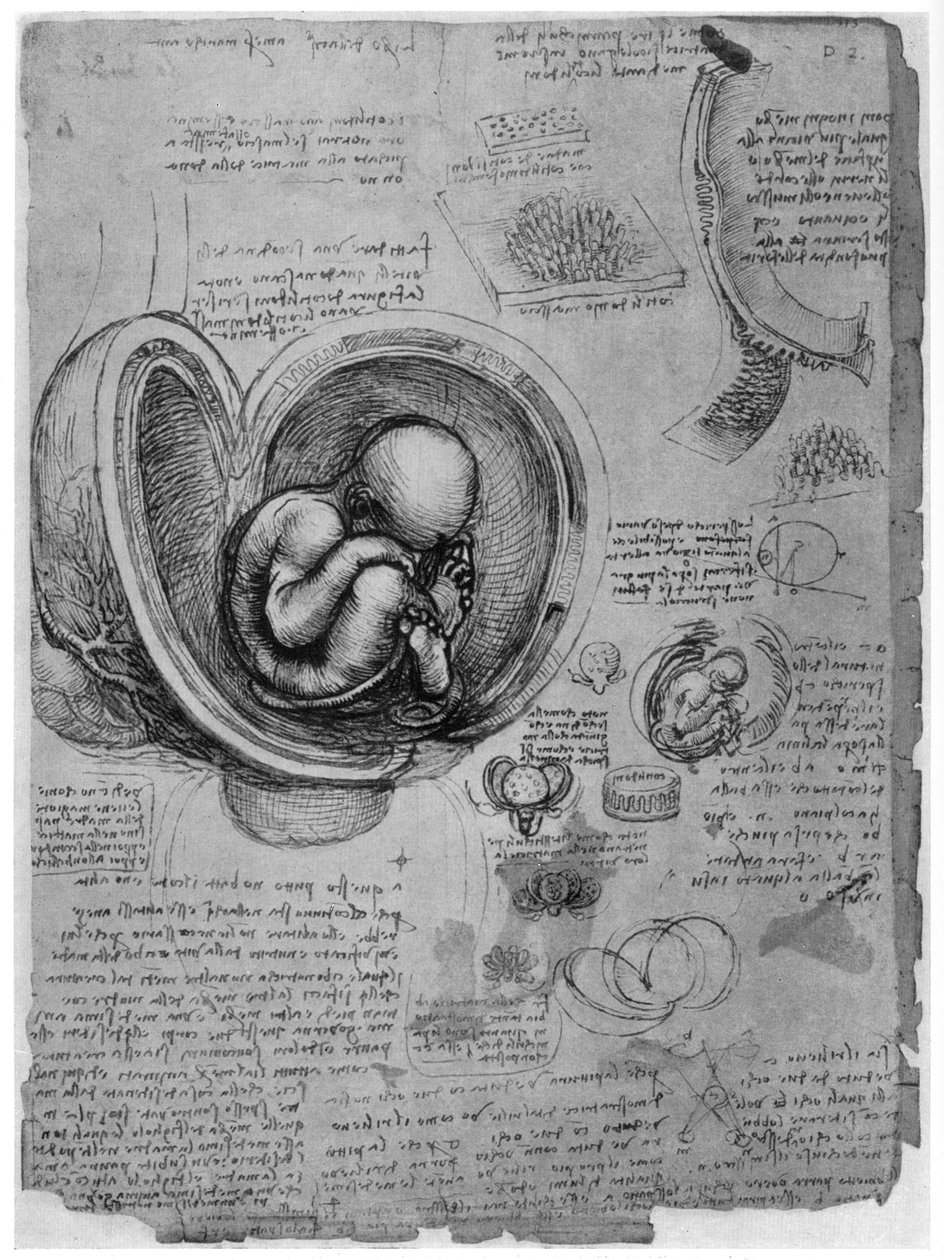 Anatominen luonnos ihmissikiöstä kohdussa, c1510 1954 tekijältä Leonardo da Vinci
