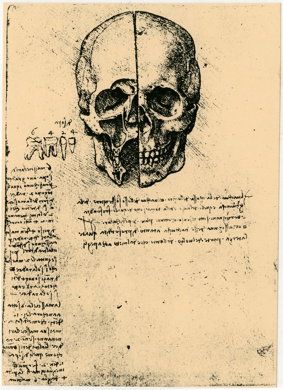 Anatominen luonnos ihmisen kallosta, c1472-1519 tekijältä Leonardo da Vinci