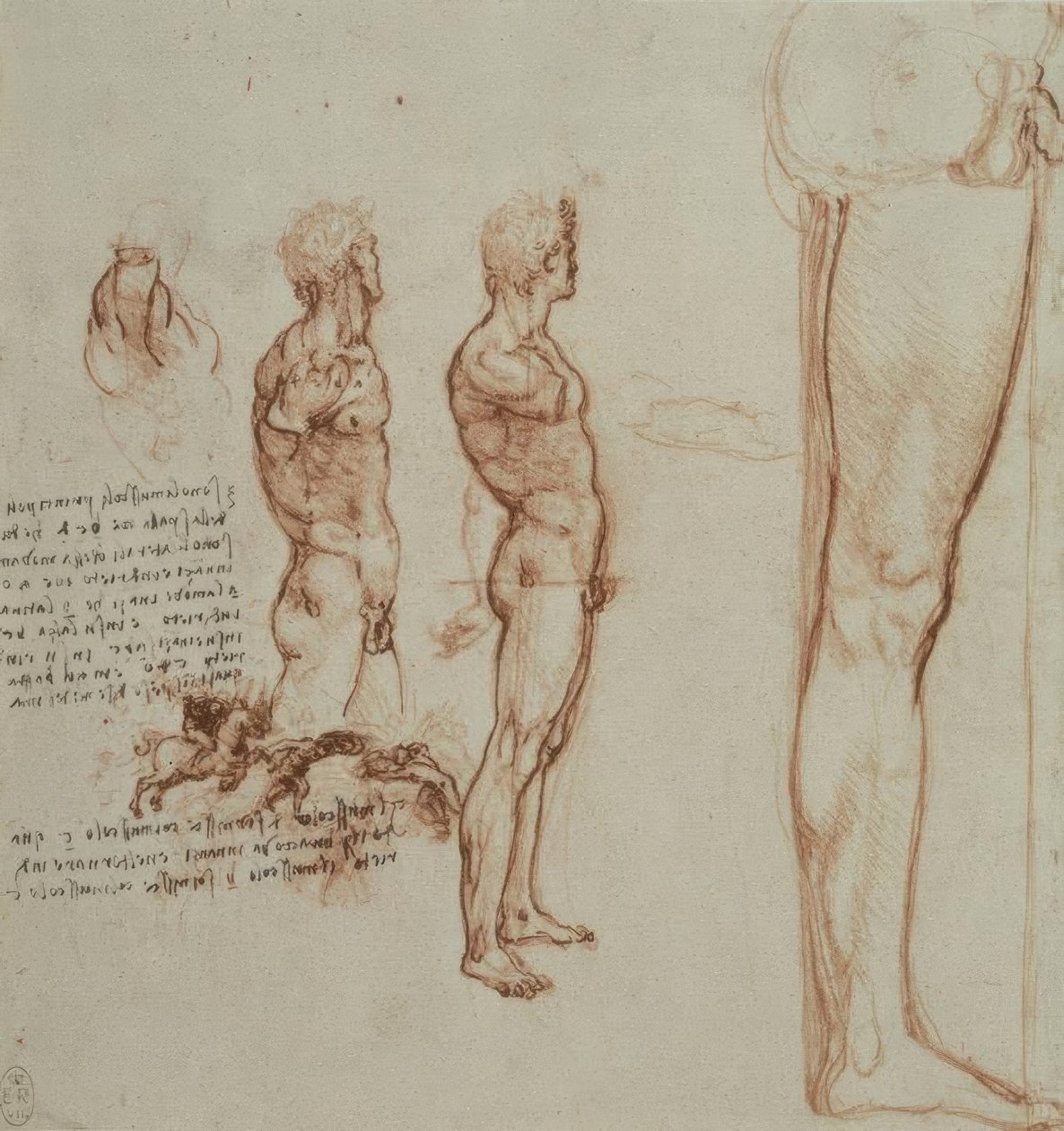 Anatomiestudien tekijältä Leonardo da Vinci