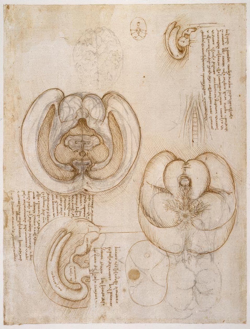 Anatomiestudien tekijältä Leonardo da Vinci
