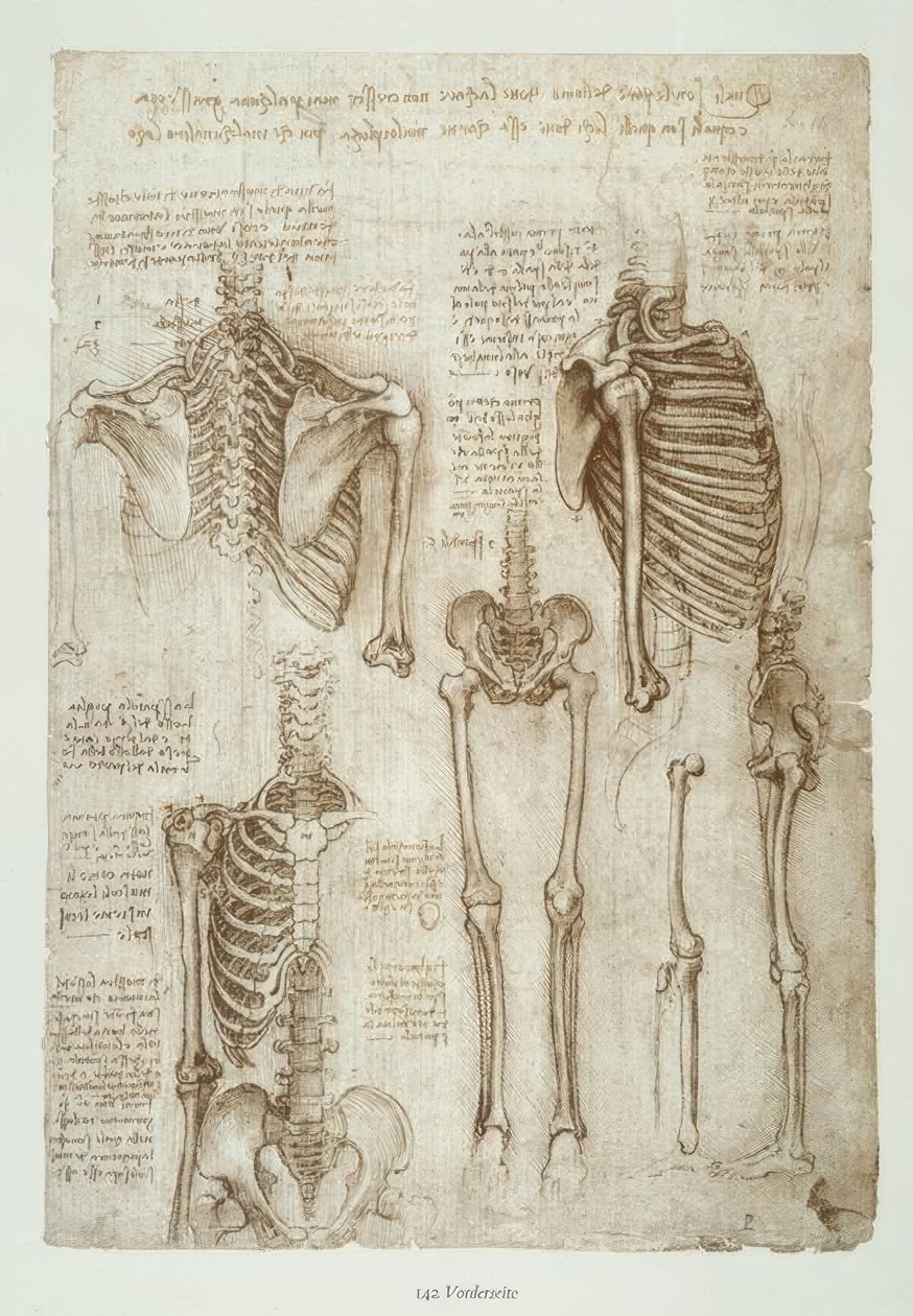 Anatomiestudien tekijältä Leonardo da Vinci