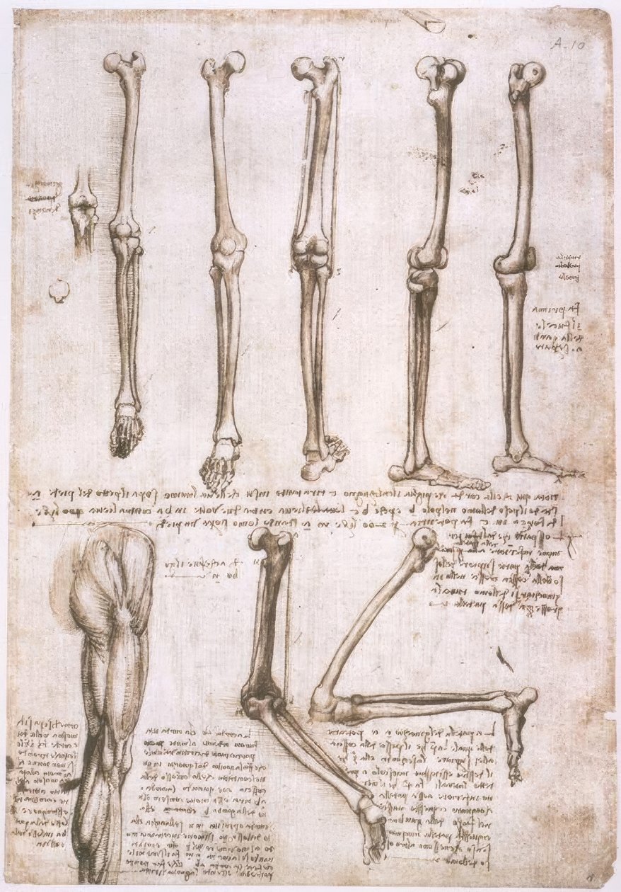 Anatomiestudien tekijältä Leonardo da Vinci