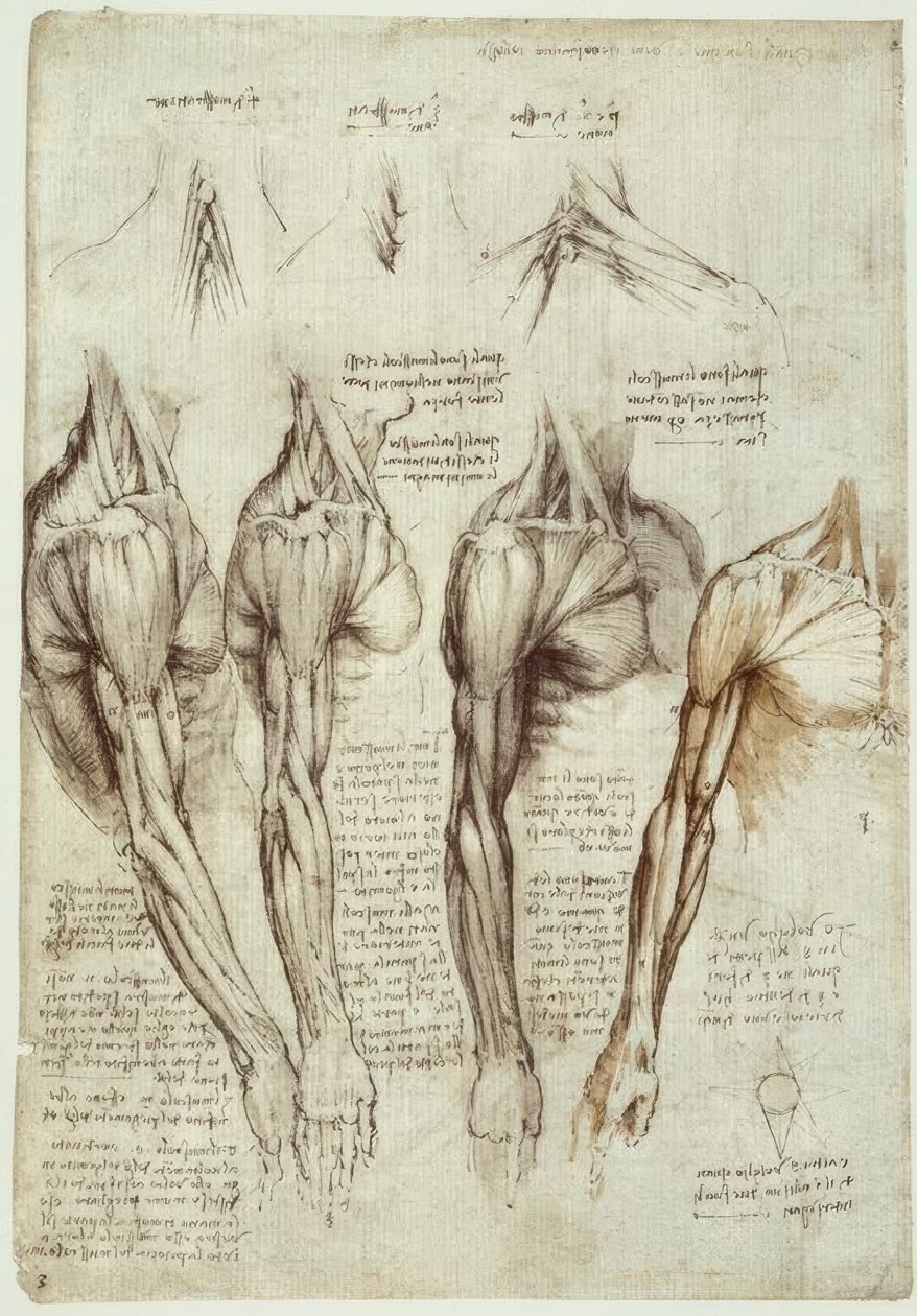 Anatomiestudien tekijältä Leonardo da Vinci