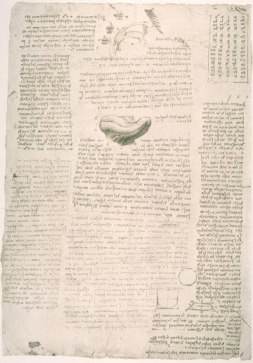 Anatomiestudien tekijältä Leonardo da Vinci
