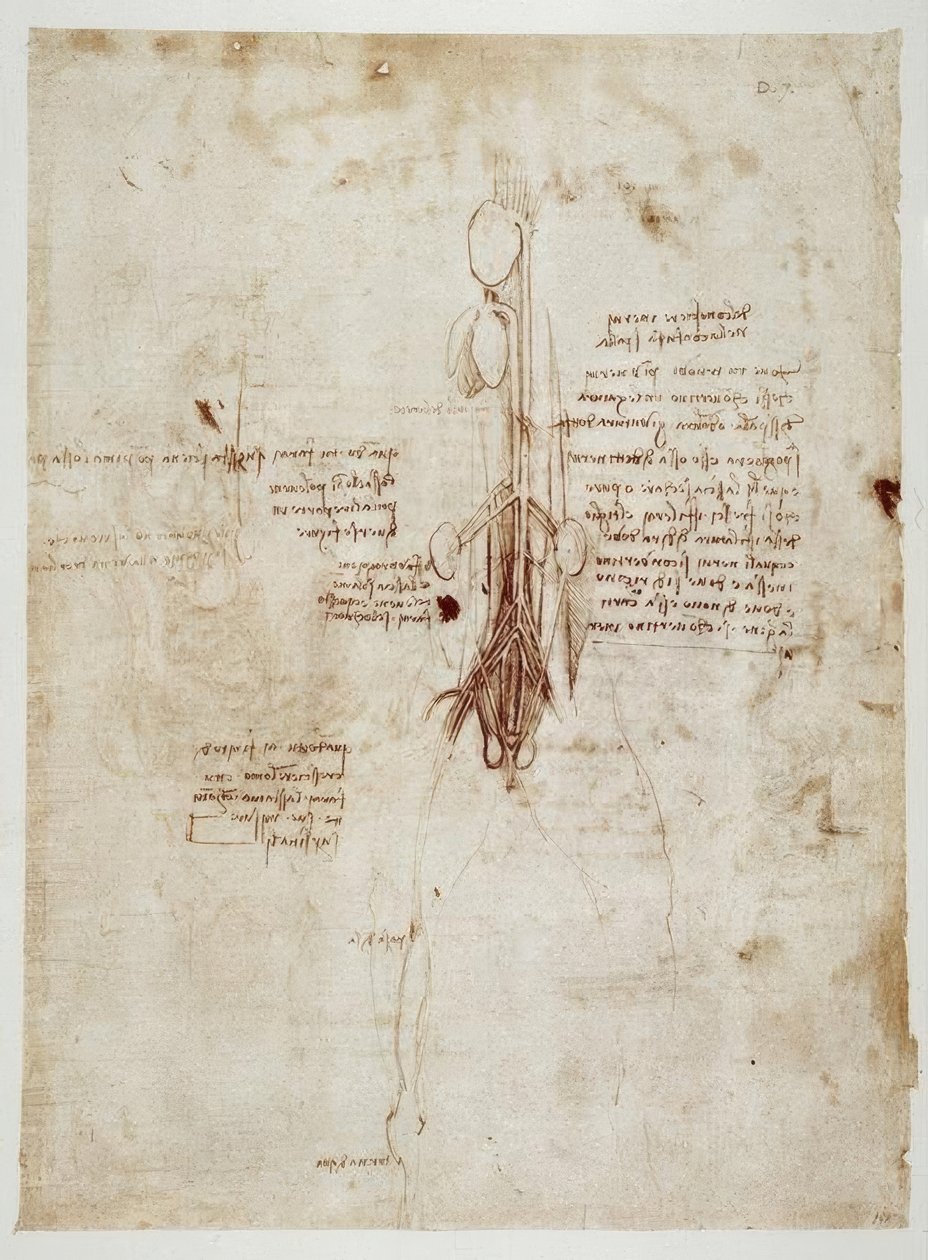 Anatomiestudien tekijältä Leonardo da Vinci