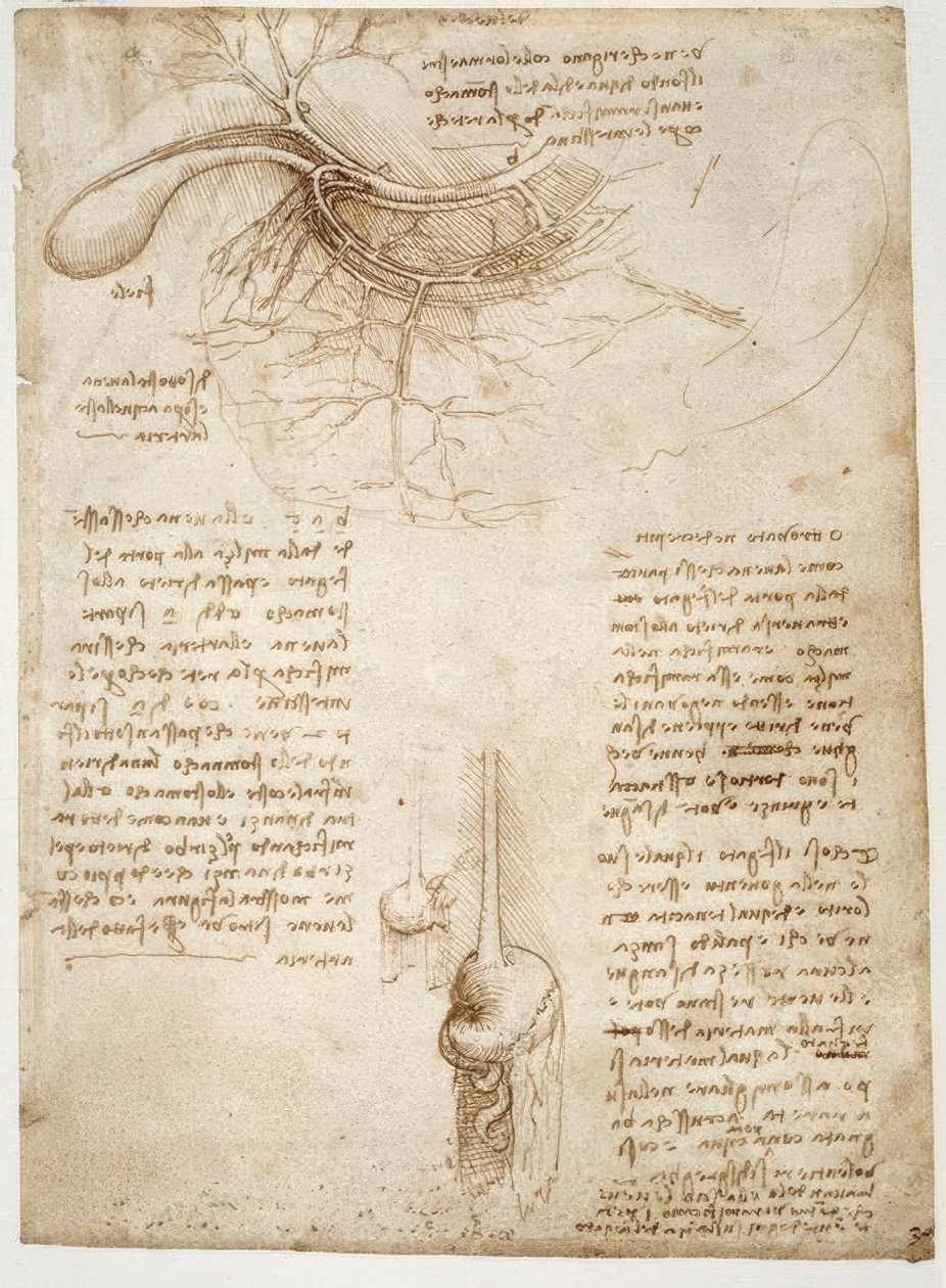 Anatomiestudien tekijältä Leonardo da Vinci