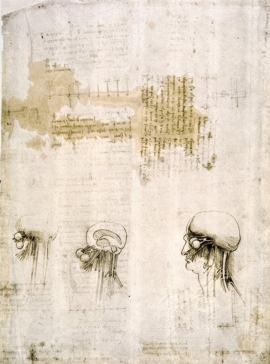 Anatomiestudien tekijältä Leonardo da Vinci
