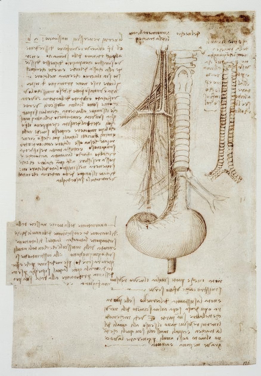 Anatomiestudien tekijältä Leonardo da Vinci