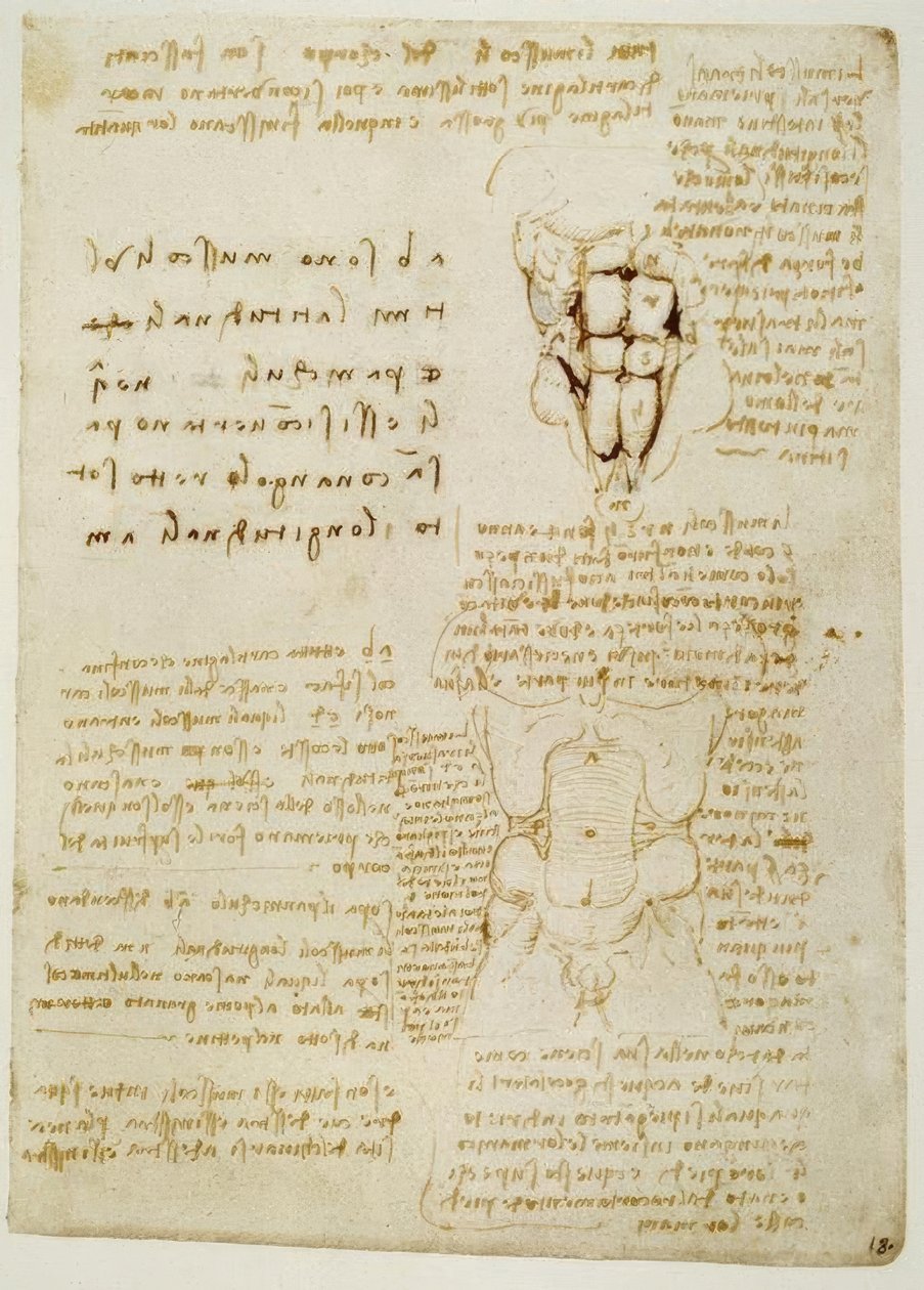Anatomiestudien tekijältä Leonardo da Vinci