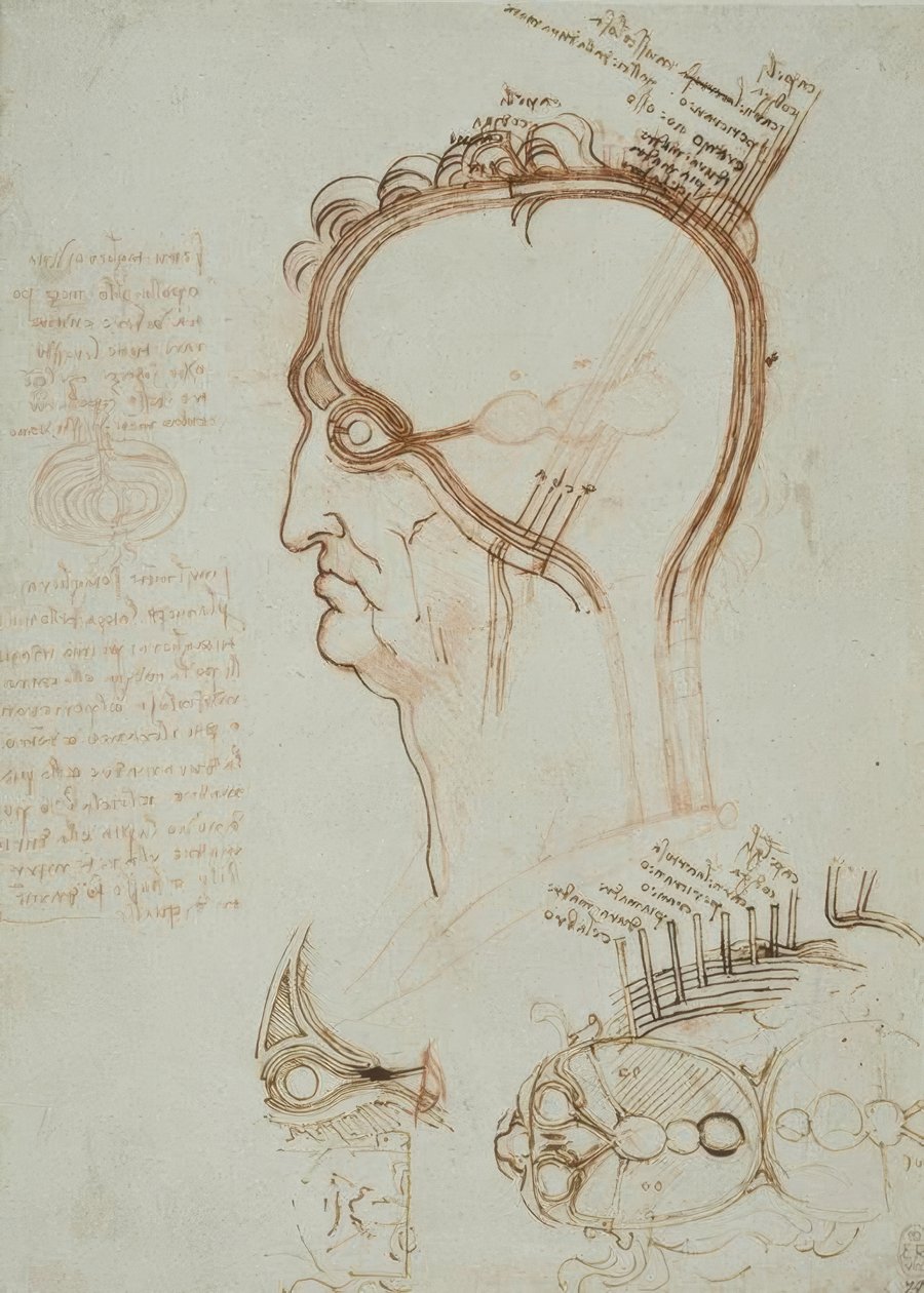 Anatomiestudien tekijältä Leonardo da Vinci