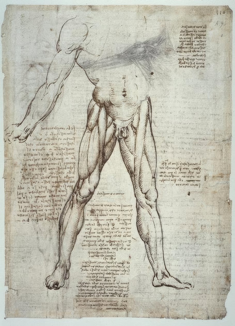 Anatomiestudien tekijältä Leonardo da Vinci