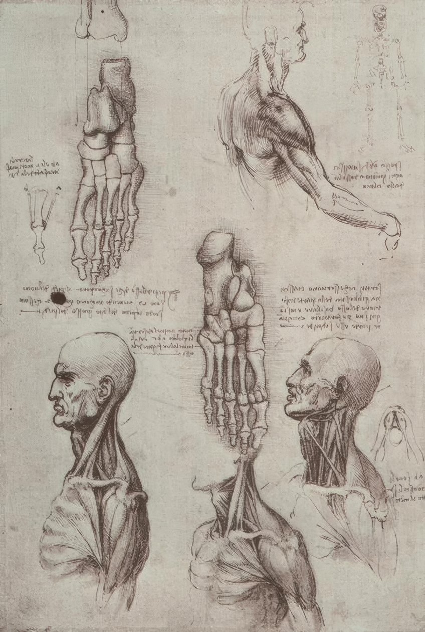 Anatomiestudien tekijältä Leonardo da Vinci