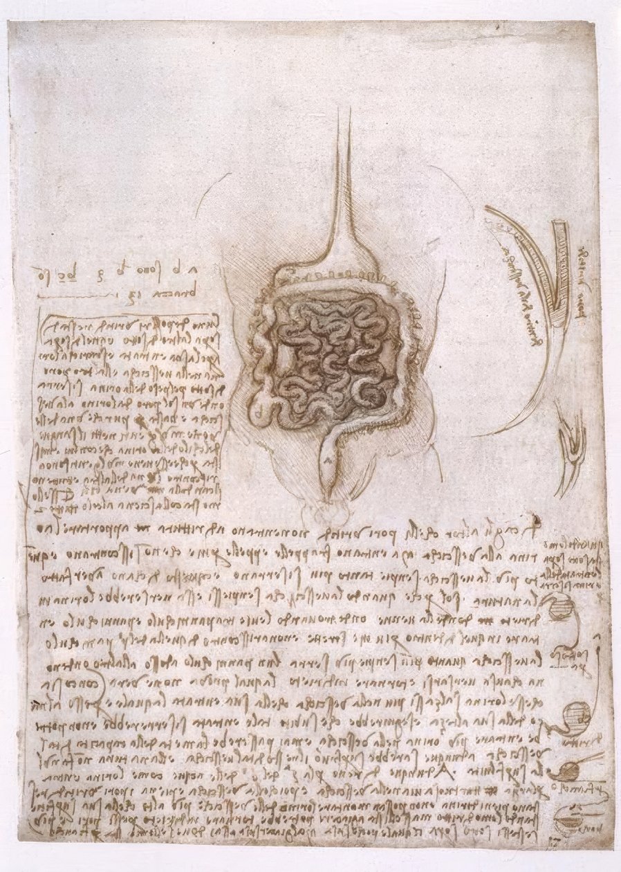 Anatomiestudien tekijältä Leonardo da Vinci