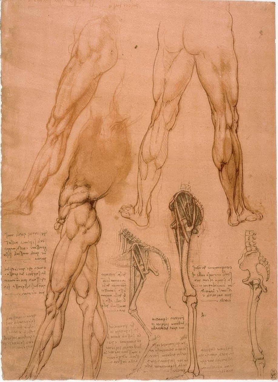 Anatomiestudien: Beinmuskulatur tekijältä Leonardo da Vinci