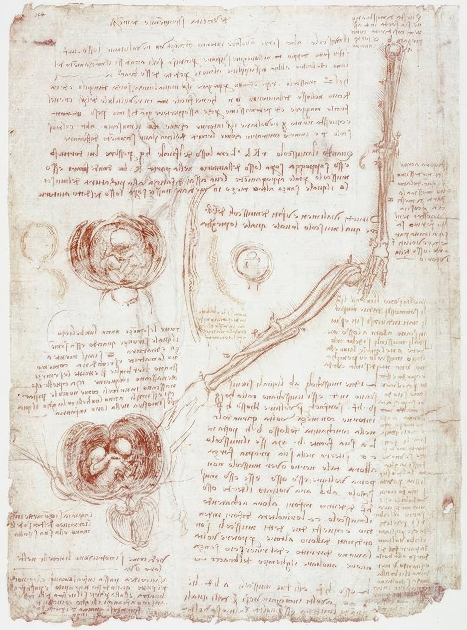 Anatomiatutkimukset: kyynärpään liike / sikiö kohdussa tekijältä Leonardo da Vinci