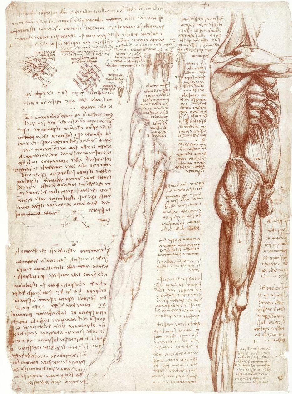 Anatomiestudien: Die Muskulatur des Rumpfes und der Beine tekijältä Leonardo da Vinci